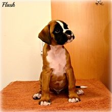8 weeks